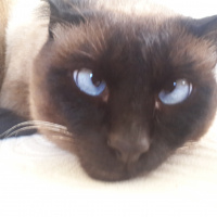 Siyam Kedisi, Kedi  şaba fotoğrafı