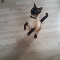 Siyam Kedisi, Kedi  şaba fotoğrafı
