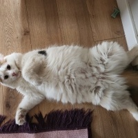 Tekir Kedi, Kedi  Lili fotoğrafı