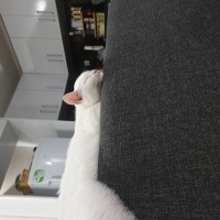 British Shorthair, Kedi  Ares fotoğrafı