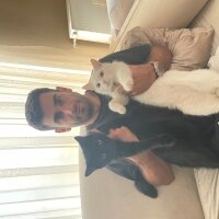 Ankara Kedisi, Kedi  Hektor ve Casper fotoğrafı