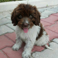 Maltese, Köpek  meri fotoğrafı