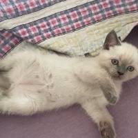 British Shorthair, Kedi  Kızımın pamuk yavrusu fotoğrafı