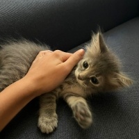 Tekir Kedi, Kedi  Luna fotoğrafı