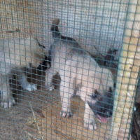 Kangal, Köpek  Çakır ve Cesur fotoğrafı