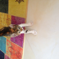 Tekir Kedi, Kedi  Tarcin fotoğrafı