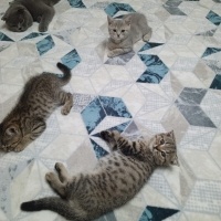 Scottish Fold, Kedi  Boncuk fotoğrafı