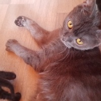 Scottish Fold, Kedi  Gece fotoğrafı