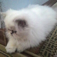 İran Kedisi (Persian), Kedi  Tasha fotoğrafı