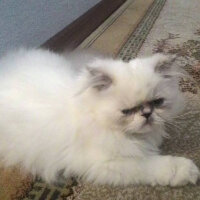 İran Kedisi (Persian), Kedi  Tasha fotoğrafı