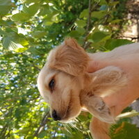 Amerikan Cocker Spaniel, Köpek  Badem fotoğrafı