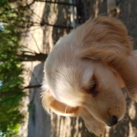 Amerikan Cocker Spaniel, Köpek  Badem fotoğrafı