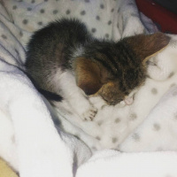 Tekir Kedi, Kedi  PATİİ fotoğrafı
