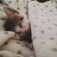 Tekir Kedi, Kedi  PATİİ fotoğrafı