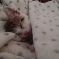 Tekir Kedi, Kedi  PATİİ fotoğrafı