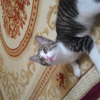 Tekir Kedi, Kedi  Minnoş fotoğrafı