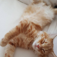 Tekir Kedi, Kedi  Kuzey fotoğrafı