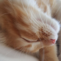 Tekir Kedi, Kedi  Kuzey fotoğrafı