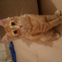 Tekir Kedi, Kedi  Kuzey fotoğrafı
