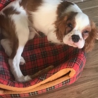Cavalier King Charles Spanieli, Köpek  Riki fotoğrafı