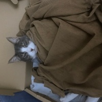 Tekir Kedi, Kedi  Porto fotoğrafı