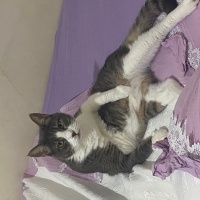 Tekir Kedi, Kedi  Porto fotoğrafı