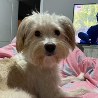 Maltese, Köpek  Dobi fotoğrafı