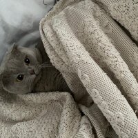 Scottish Fold, Kedi  SİMBA fotoğrafı