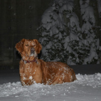 Golden Retriever, Köpek  Mia fotoğrafı