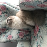 Scottish Fold, Kedi  Sütlaç fotoğrafı