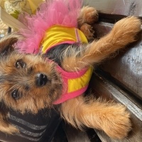 Yorkshire Terrier, Köpek  Şila fotoğrafı