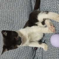 Tuxedo (Smokin) Kedi, Kedi  Paşa fotoğrafı