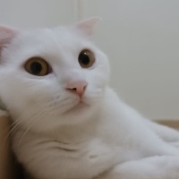 British Shorthair, Kedi  Şila fotoğrafı