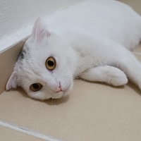 British Shorthair, Kedi  Şila fotoğrafı