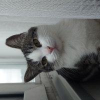 Tekir Kedi, Kedi  amber fotoğrafı