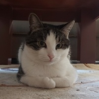 Tekir Kedi, Kedi  amber fotoğrafı