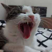 Tekir Kedi, Kedi  amber fotoğrafı