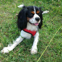 Cavalier King Charles Spanieli, Köpek  Merkür fotoğrafı