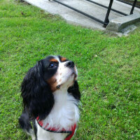 Cavalier King Charles Spanieli, Köpek  Merkür fotoğrafı