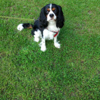 Cavalier King Charles Spanieli, Köpek  Merkür fotoğrafı