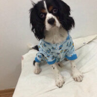 Cavalier King Charles Spanieli, Köpek  Merkür fotoğrafı