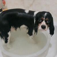 Cavalier King Charles Spanieli, Köpek  Merkür fotoğrafı