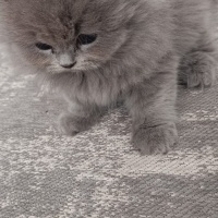 British Shorthair, Kedi  Maya fotoğrafı