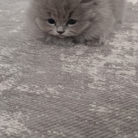 British Shorthair, Kedi  Maya fotoğrafı
