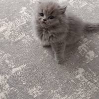 British Shorthair, Kedi  Maya fotoğrafı