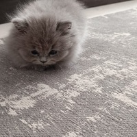 British Shorthair, Kedi  Maya fotoğrafı
