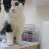 Tekir Kedi, Kedi  Jülide fotoğrafı