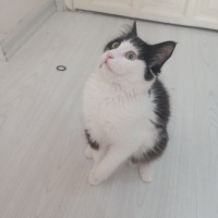 Tekir Kedi, Kedi  Jülide fotoğrafı