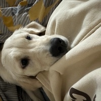 Golden Retriever, Köpek  Bella fotoğrafı