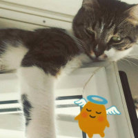 Tekir Kedi, Kedi  şeker fotoğrafı